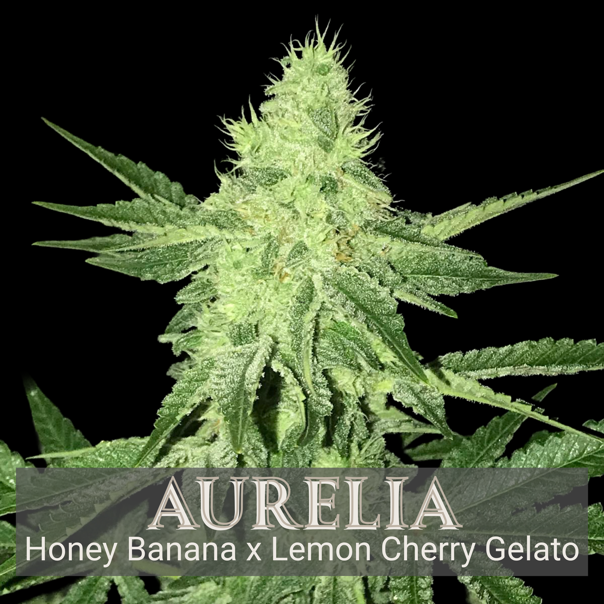 Aurelia - Feminisiert