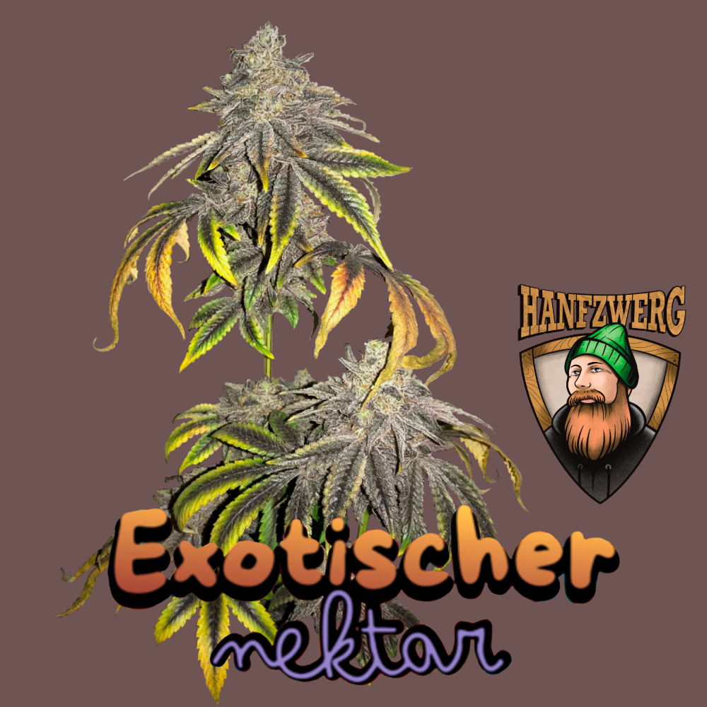 exotischer-nektar-hanfsamen2