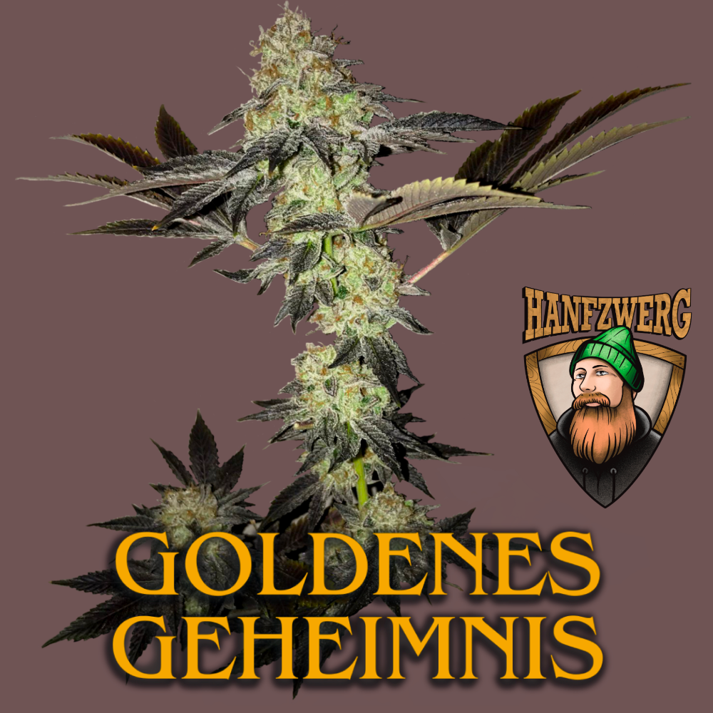 goldenes-geheimnis-hanfsamen2