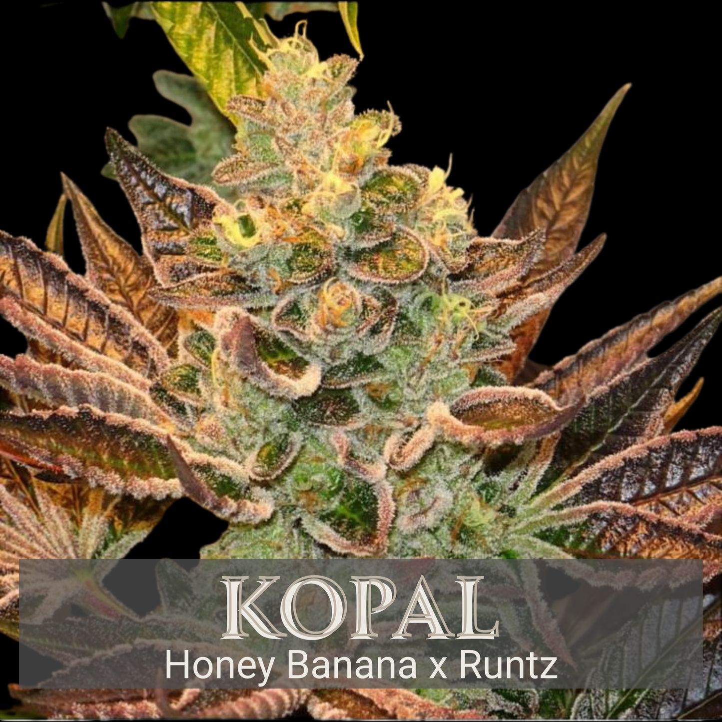 Kopal - Feminisiert
