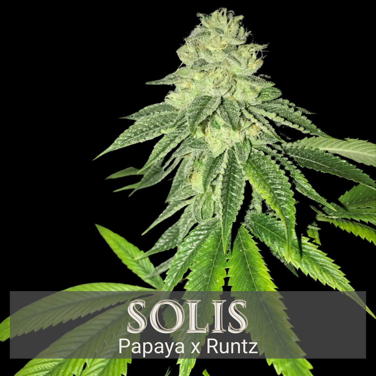 Solis - Feminisiert